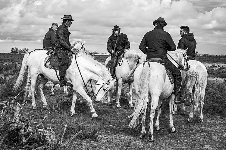 The wild and precious life of an ancient equine species