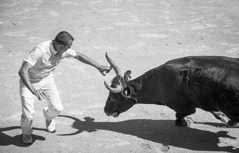 The wild and precious life of an ancient equine species