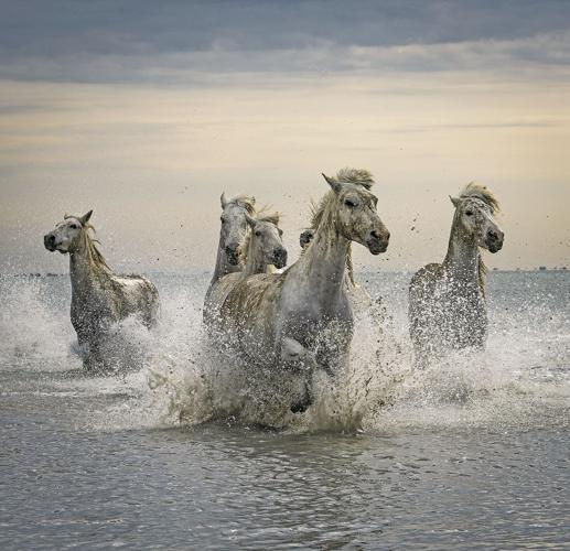 The wild and precious life of an ancient equine species