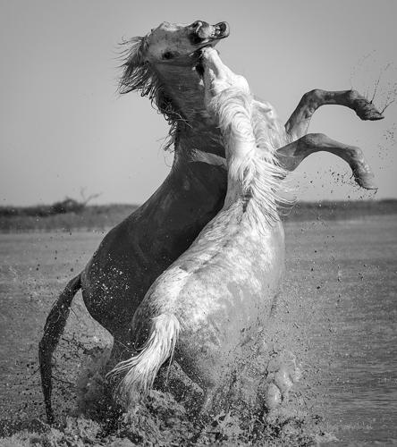 The wild and precious life of an ancient equine species