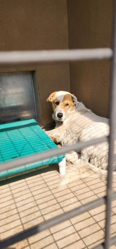 Dog found in Alto Ruidoso fire